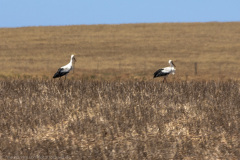 1_2010_01_09-11_25_23_92