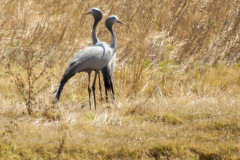 1_2010_01_10-15_46_10_106