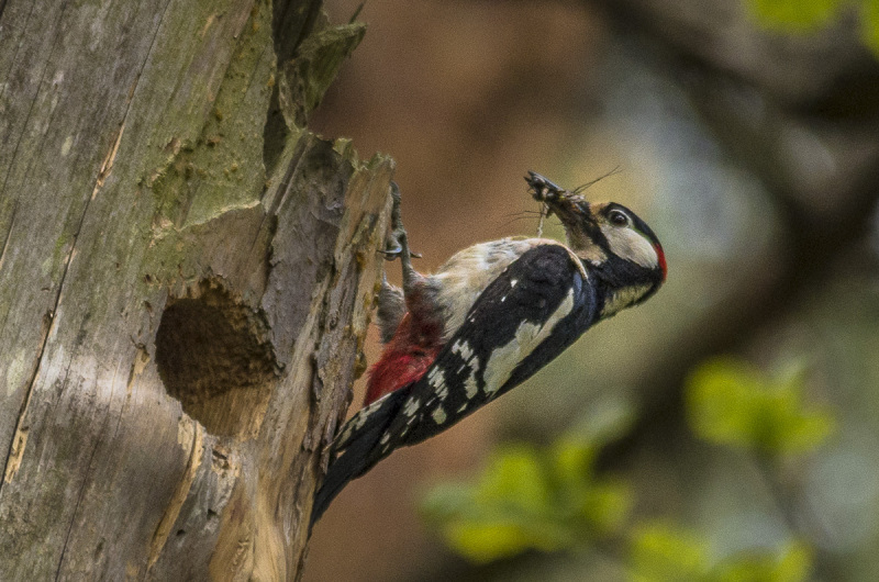 2019_05_18-11_24_54_5