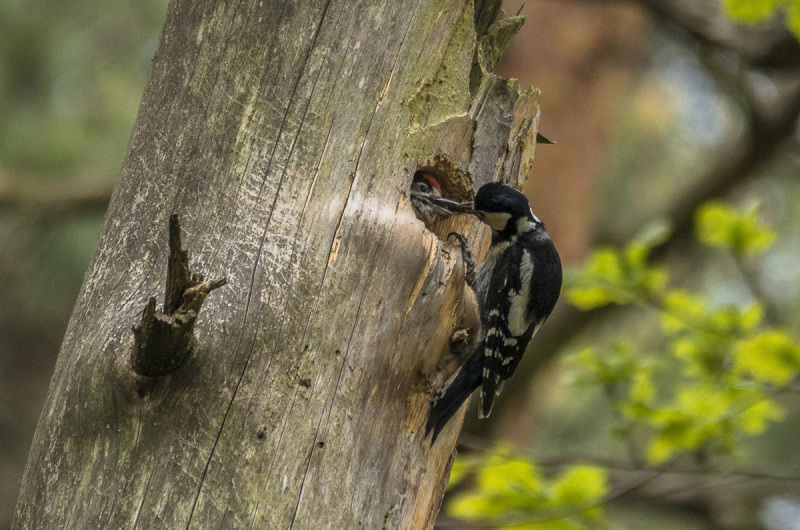 2019_05_18-11_25_37_7