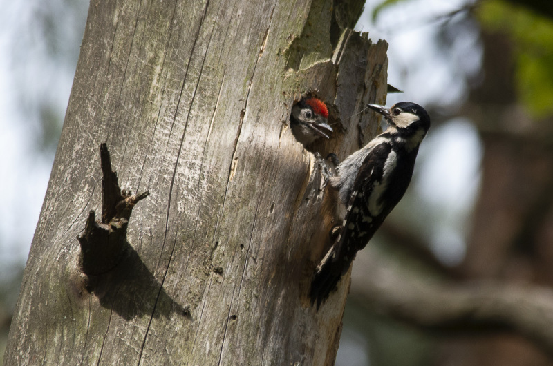 2019_05_18-11_44_34_11