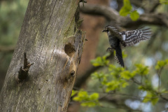 2019_05_18-11_18_23_1