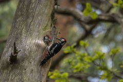 2019_05_18-11_18_47_3