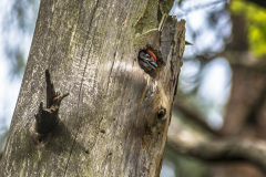 2019_05_18-11_36_55_9