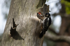 2019_05_18-11_44_33_10