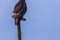 2024-02-13_07-34-41-1