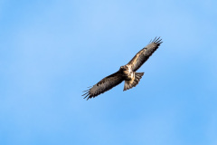 2024_02_12-13_18_44_2