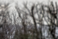 2024_02_12-14_50_46_6