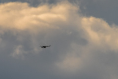 2024_02_12-16_28_29_9