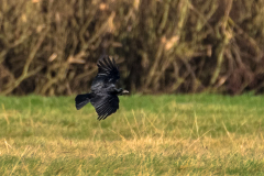 2024_02_13-09_44_34_5