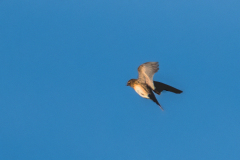 2024_02_13-09_49_11_6