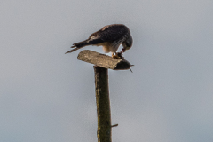 2024_02_13-11_06_47_8