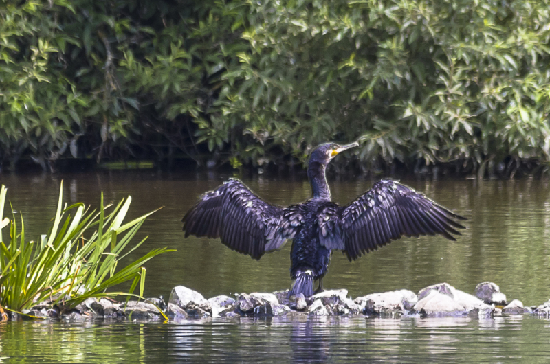 Kormoran beim Trocknen
