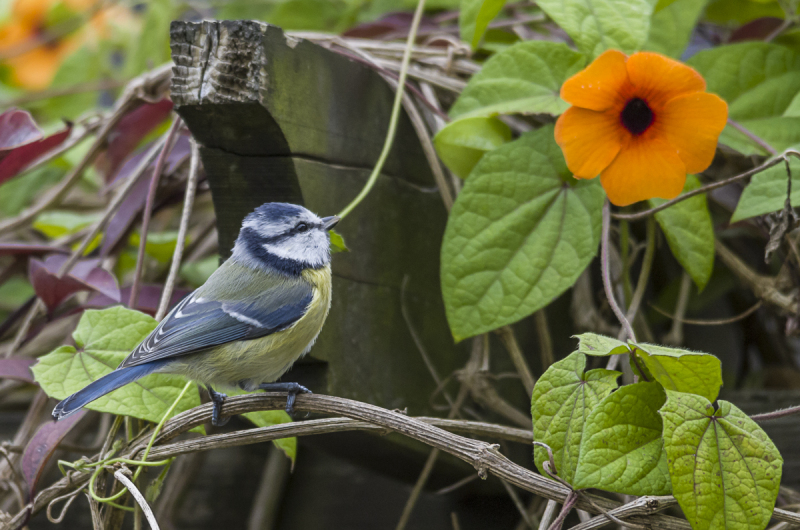 Blaumeise bewundert Blume