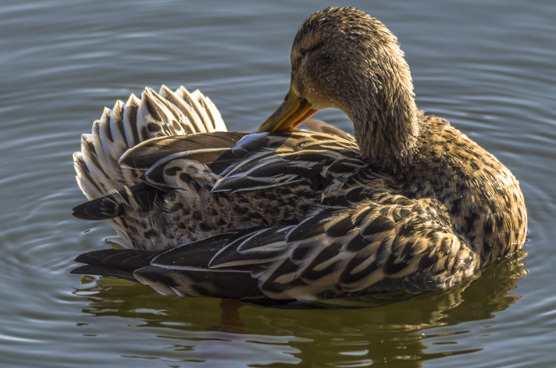 2015-02-13_15-33-26