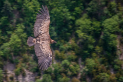 2012_07_24-12_20_36_1