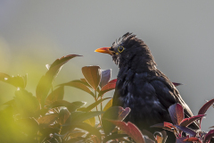 Amsel