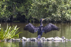 Kormoran beim Trocknen