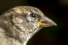 2015_09_25-15_13_36_2