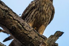 2015_12_19-12_33_16_7