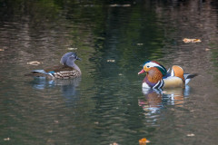 2019_02_09-15_32_19_1