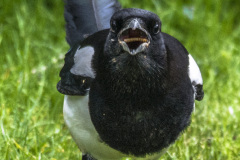 2020_05_02-18_37_32_27