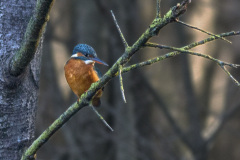 2020_11_28-14_40_22_31