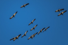 2022_02_28-16_32_18_9