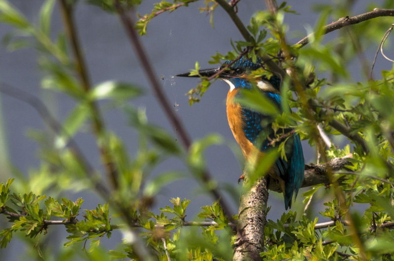 2019_04_23-14_00_49_16