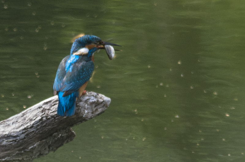 2019_04_23-14_01_35_17