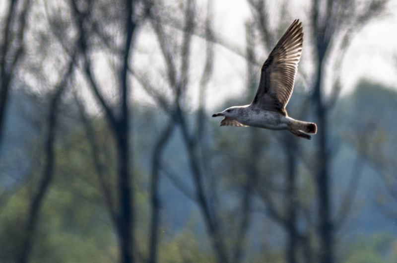 2019_04_23-15_15_09_29