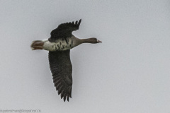 2023-01-20_14-41-25-4