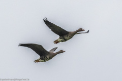 2023-01-20_15-13-14-15