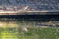 2023-09-08_08-40-52-8