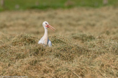 2023-09-08_15-04-33-11