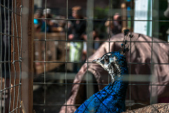 2011_04_09-11_10_08_116