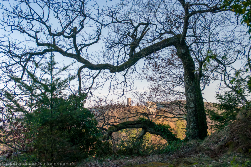 Trifels, Pfälzerwald