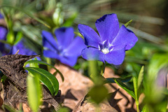 2020_03_22-10_09_58_1.JPG-nggid041591-ngg0dyn-800x600-00f0w010c010r110f110r010t010