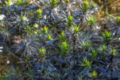 2020_03_22-11_00_50_9.JPG-nggid041629-ngg0dyn-800x600-00f0w010c010r110f110r010t010