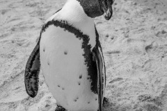 1_2009_01_01-17_28_12_10