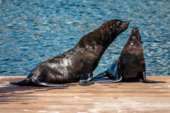 1_2009_12_22-13_33_11_38