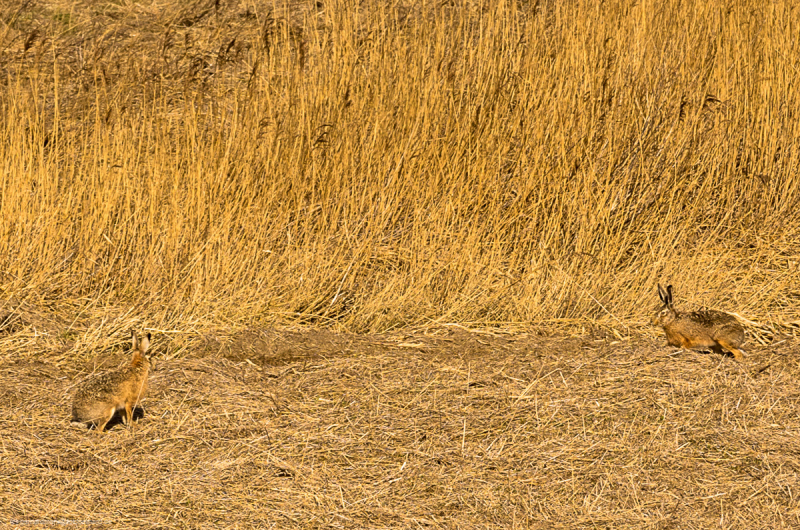 2018_03_26-12_32_09_18