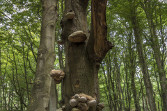 2020_09_21-09_54_25_6