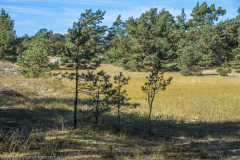 2020_09_21-13_58_31_26