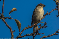 2020_09_21-14_33_08_29