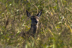 2020_09_21-16_25_52_31