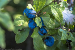 2020_09_22-09_55_46_53