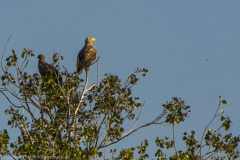 2020_09_22-16_16_29_76