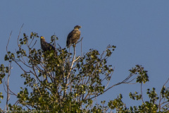 2020_09_22-16_16_33_77