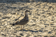 2020_09_23-11_52_24_96